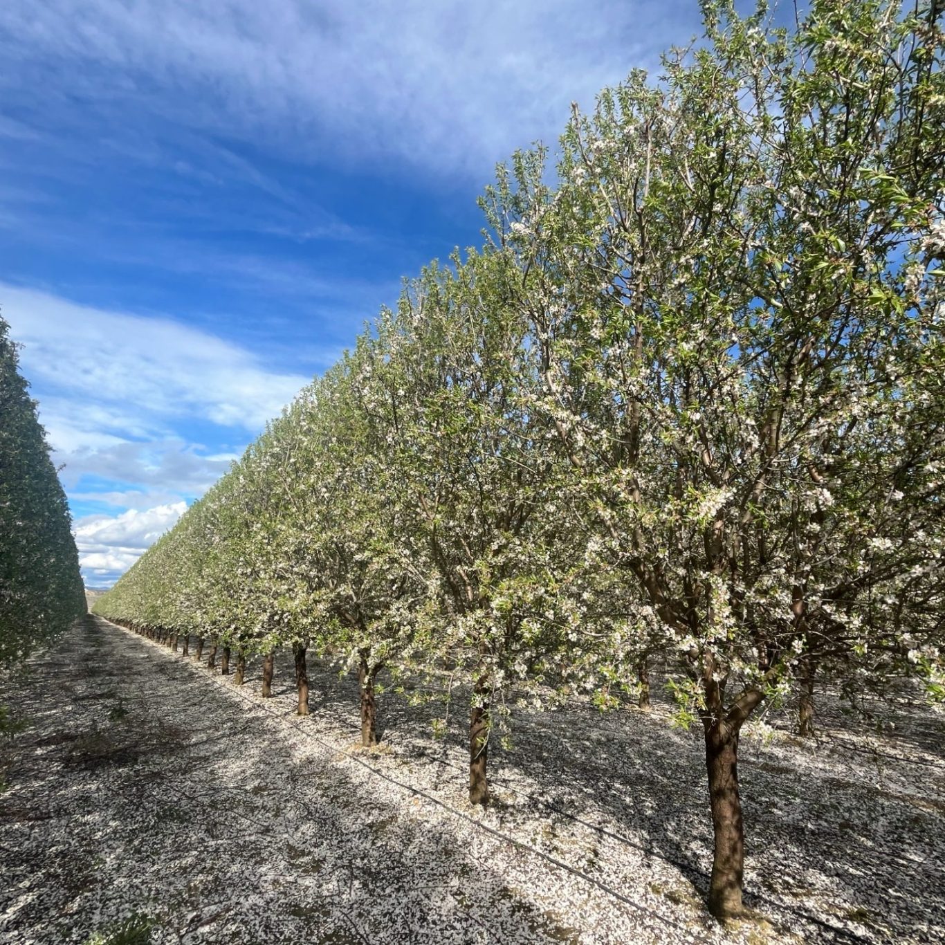 Olivar en seto bajo cielo nuboso del centro de España
